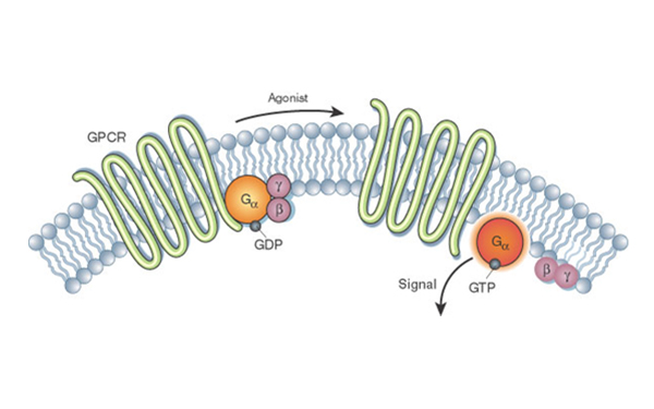 g_protein-coupled_receptors_600x375
